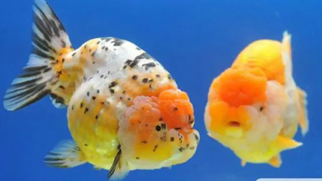 鱼类可能也有感觉