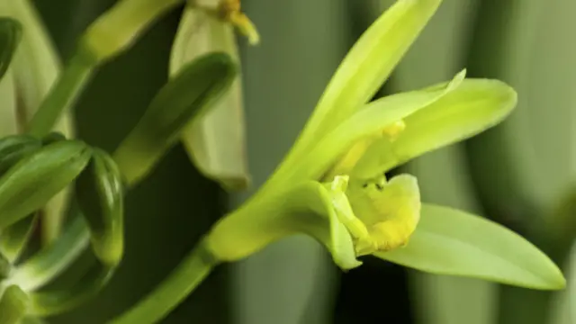 Muskat, karanfil, karabiber, tarçın, vanilya ve ylang ylang bitkileri Komor Adaları'na başka yerlerden getirilmiş.