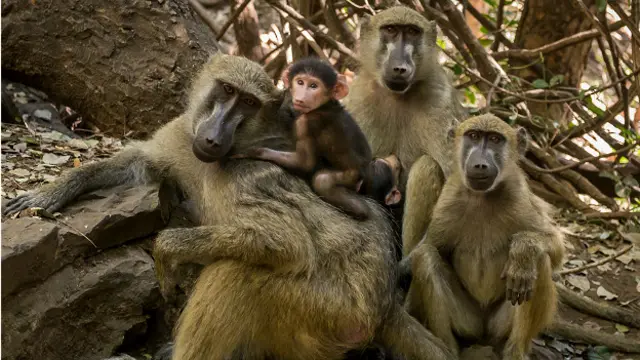 Семья бабуинов