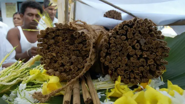Tarçın kabukları öğütülerek toz tarçın yapılıyor.