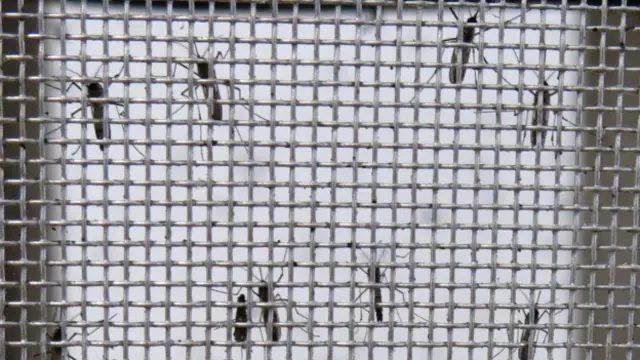 Mosquitos Aedes aegypti