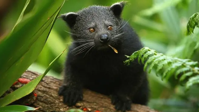 نایاب نسل کے جانور بنٹورگ کے بچے بھی غیر قانونی طور پر فیس بک پر فروخت کیے جارہے ہیں