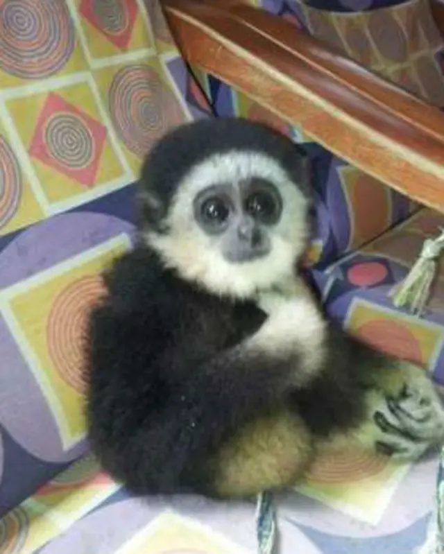 سفید سر والا گبون بھی فروخت کے لیے پیش کیا جا رہا ہے