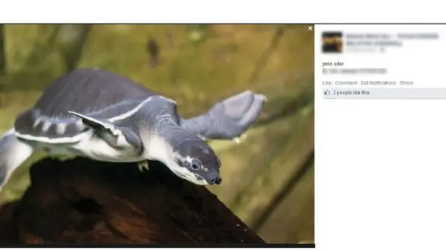 پگ ہیڈ ٹرٹل کا شمار کچھوؤں کی نایاب نسل میں ہوتا ہے جو ملائیشیا میں آن لائن فروخت کے لیے پیش کیے جارہے ہیں