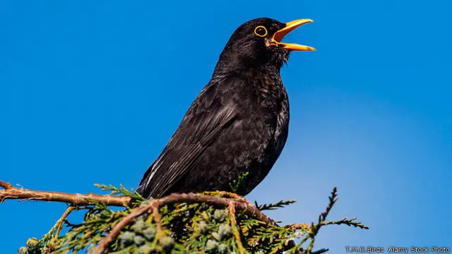 चिड़िया