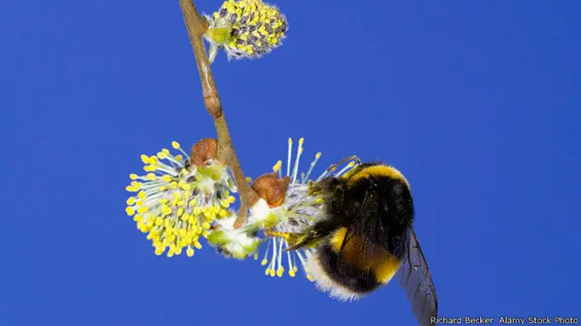 मधुमख्खी