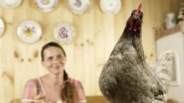 මොලය වඩන කුකුළු සුප්?