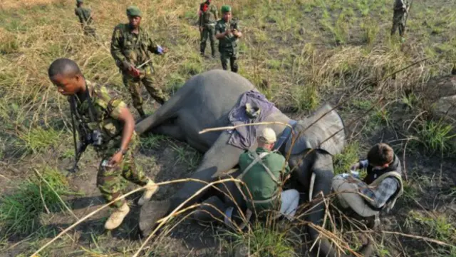 فیل دیگری به خاطر عاجش شکار می شود؛‌ این بار در جمهوری دموکراتیک کنگو