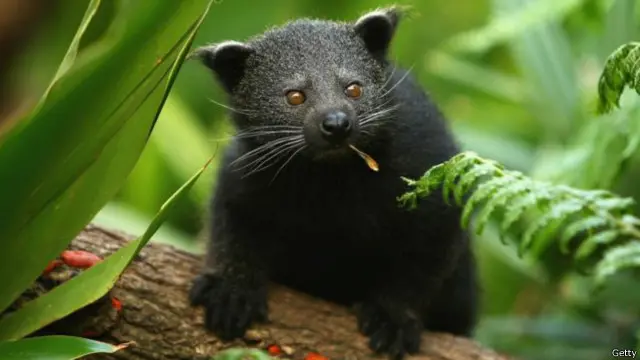 Binturong, satwa langka yang diperjual belikan