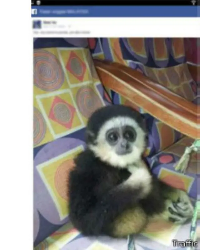 Gibbons diperjualbelikan di Facebook