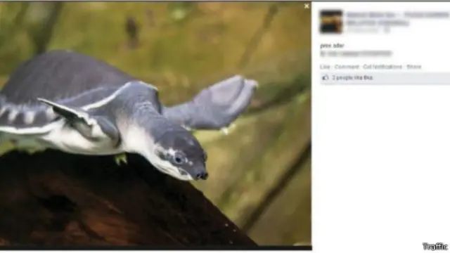 Kura-kura hidung babi