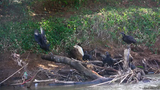 La naturaleza manda en Isla Calero.