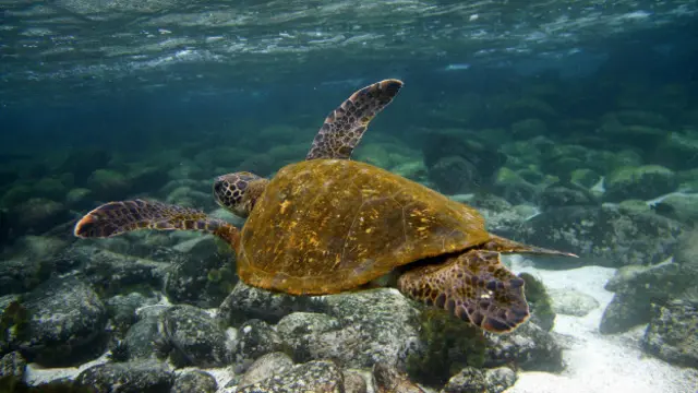 Tortuga de Galápagos