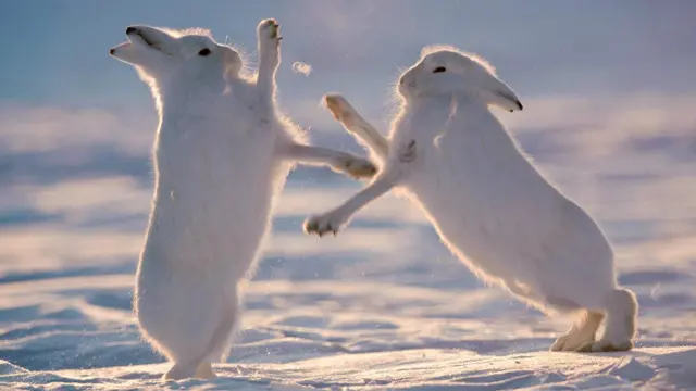 عراك الأرانب القطبية