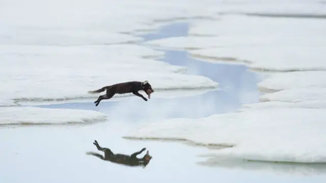 ثعلب قطبي في طريقه للعودة إلى عرينه