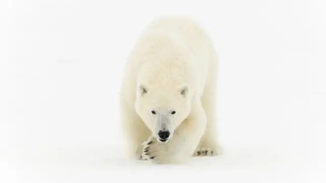 الدب القطبي، ملك القطب الشمالي في حديقة شمال شرق غرينلاند الوطنية