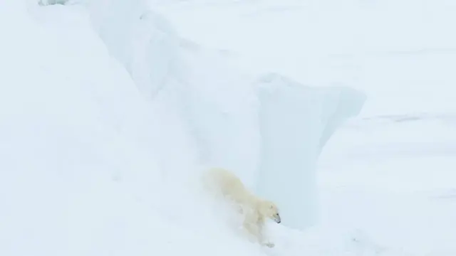 دب قطبي يتزلج من أعلى منحدر جليدي على الساحل الشمالي لغرينلاند