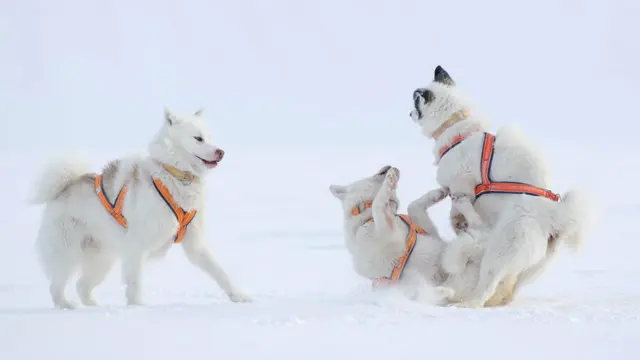 أعضاء دورية سيريوس المتزلجة من ذوات الأربع يلعبون