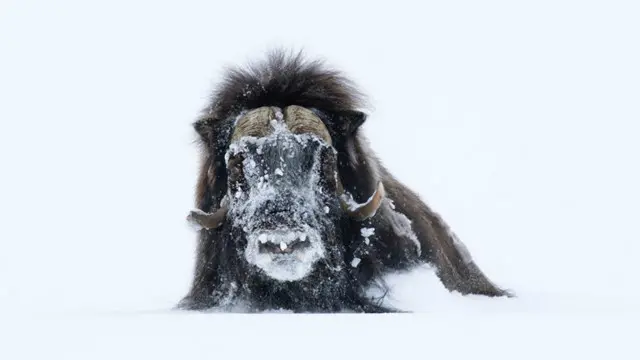 ثور المسك في حديقة شمال شرق غرينلاند