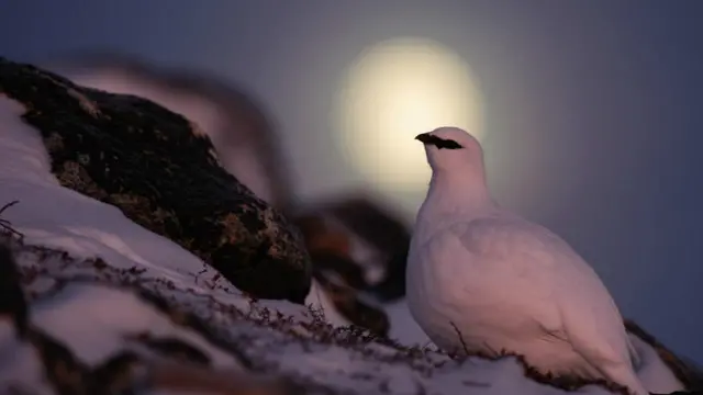 طائر الترمجان القطبي