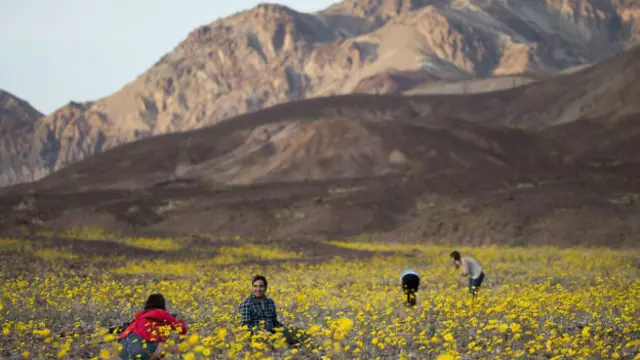 Miles de turistas acuden al Valle de la Muerte atraídos por la "superfloración".