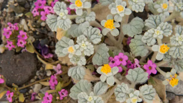 Esta "superfloración" es también una de las más variadas en cuanto a especies de florecillas.
