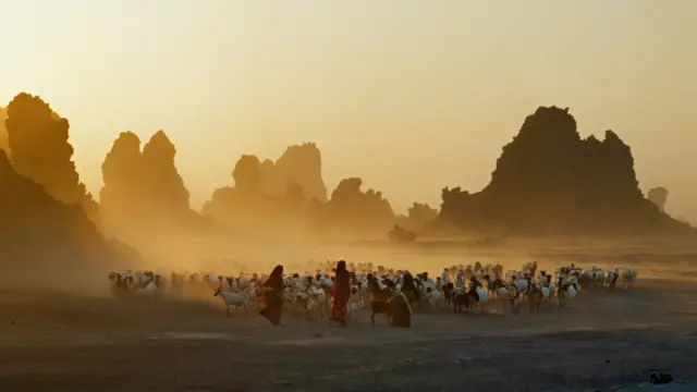 Các nhóm bộ lạc du mục Afar chuyên chăn nuôi gia súc. Họ đưa những đàn dê và cừu đến các đồng cỏ xanh ở vùng lòng chảo của hồ nước mỗi buổi sáng và xua chúng trở về làng vào buổi tối khi nhiệt độ hạ xuống. Khi những cánh đồng cỏ thu hẹp lại, họ cuốn chiếu và dời khu nhà di động của họ đến một nơi khác.