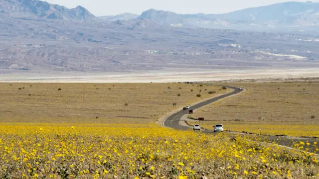 Las alfombras de flores en el Valle de la Muerte nos hacen olvidar que este es el lugar más árido de América del Norte.