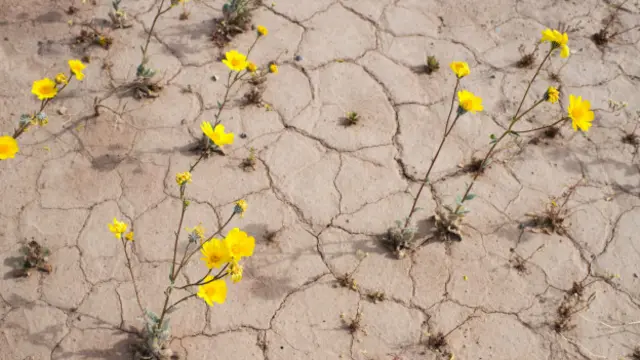 Las flores crecen incluso en medio de las grietas del suelo árido.