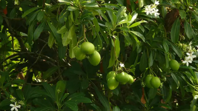 El árbol del suicidio crece silvestre en el estado indio de Kerala y tiene un aspecto parecido al de un mango.