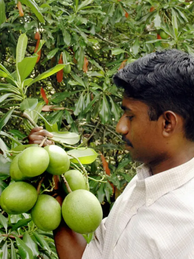 Un hombre indio mira los frutos del cerbera odollam.