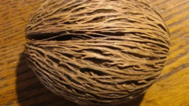 Las semillas que están dentro del fruto seco que cae del árbol han causado más muertes por suicidio que ninguna otra planta, dicen los científicos.