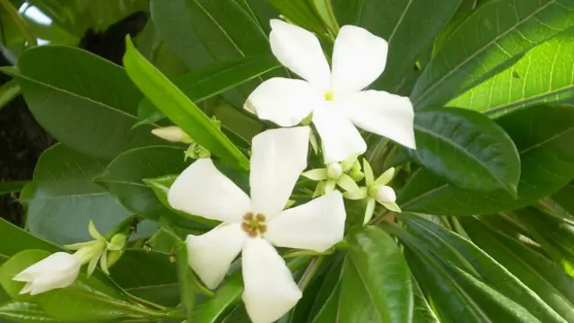 La comunidad científica conoce muy poco sobre la planta Cerbera odollam.