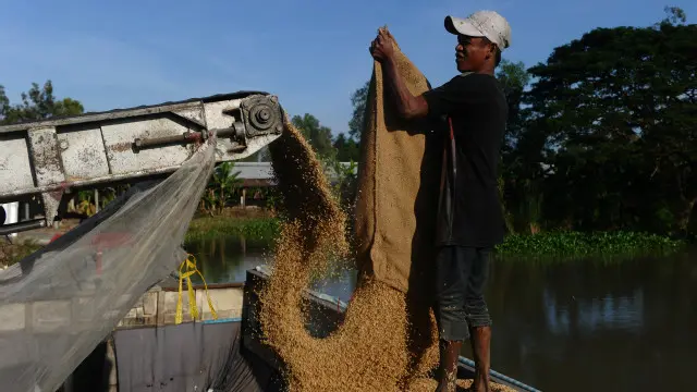 Khoảng 13.845/14.759ha lúa của Bến Tre bị thiệt hại