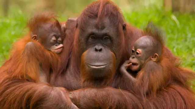 سنسناٹی کے چڑیا گھر میں ہرامبے کی نسل کے سب سے زیادہ گوریلے ہیں