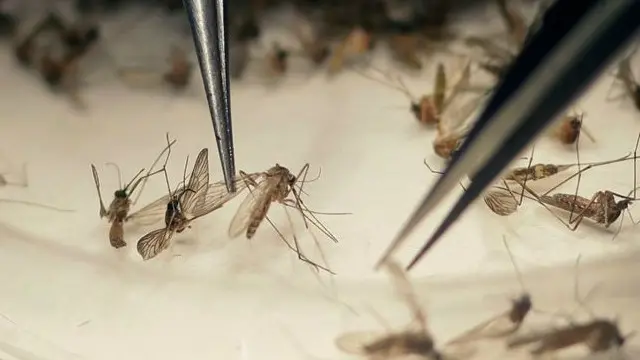 من المعروف أن السبب الأكثر شيوعا في تفشي زيكا هو نوع من البعوض، لكن دولا عديدة أعلنت عن حالات إصابة بالفيروس عن طريق الاتصال الجنسي.