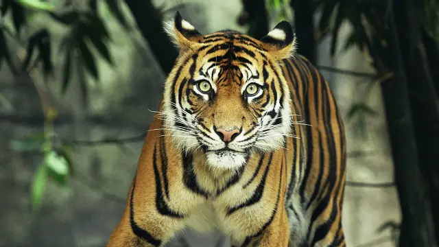 بھارت کے شیروں کے علاوہ روس کے امُر شیروں کو بھی روس سے قزاکستان منتقل کیا جاسکتا ہے جہاں یہ بڑی بلّیاں بالکل معدوم ہوچکی ہیں