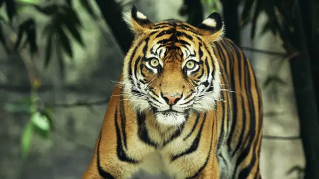 இந்தியா, ரஷ்யா, பூட்டான், நேபாளம் ஆகிய நாடுகளின் எண்ணிக்கை அதிகரித்துள்ளன