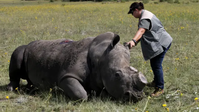 南非西北省克莱克斯多普某农场外兽医检查一头被麻醉削角的黑犀牛（24/2/2016）