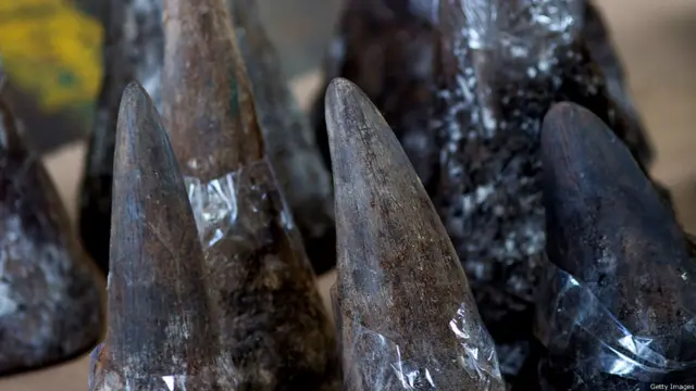 香港海关展示其查获的走私犀牛角（资料图片）