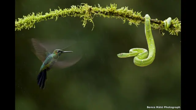 “Cara a cara” por Bence Maté