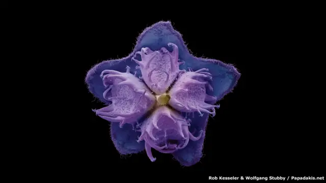 टाइम कैप्सूल ऑफ़ लाइफ़-रॉब केसलर और वुल्फ़गैंग स्टबी