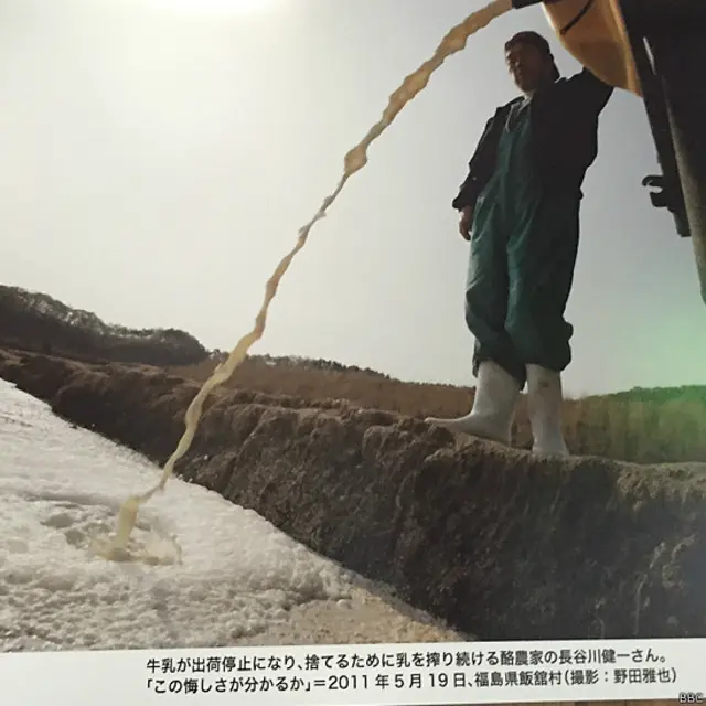 Người chăn nuôi bò sữa ở Fukushima phải đem đổ sữa đi (năm 2011)