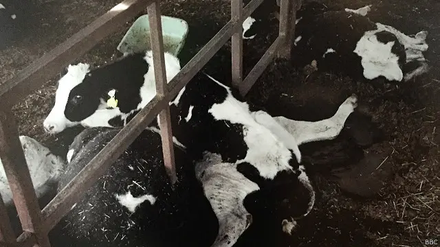 Bò Fukushima chết đói vì người chăn nuôi phải đi lánh nạn do nằm trong khu vực ô nhiễm phóng xạ nặng. (năm 2011)