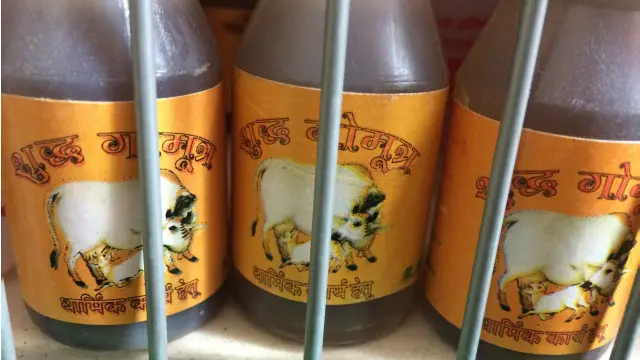 গোমূত্রে অনেক রোগ সারানোর যৌগ আছে বলে বিশ্বাস করেন অনেকে