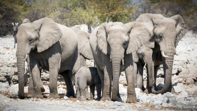 靠近埃托沙（ Etosha）國家公園的水源處可以看到成群大象。