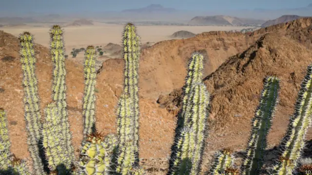 這裏遍地多肉植物,遠處山谷處沙塵暴正在形成。