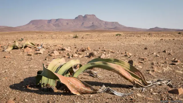 千歲蘭只有兩片分開的葉子,但可以一直不停的生長。