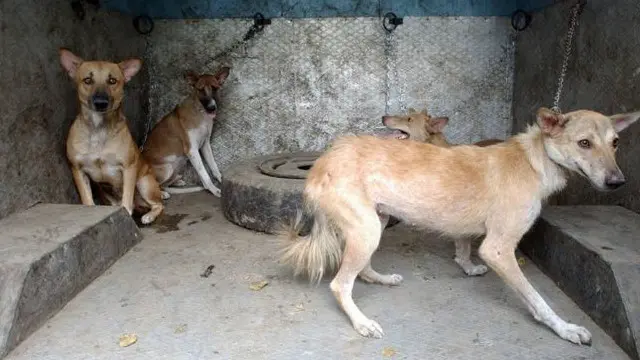 آوارہ کتے دہلی انتظامیہ کے لیے ایک بڑا مسئلہ بن گئے ہیں