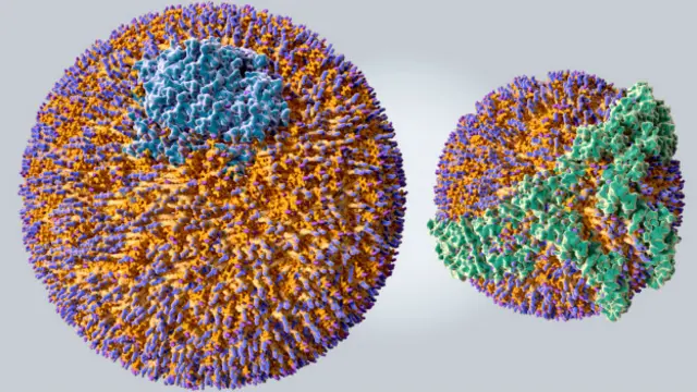 HDL (راست) و LDL (چپ)
